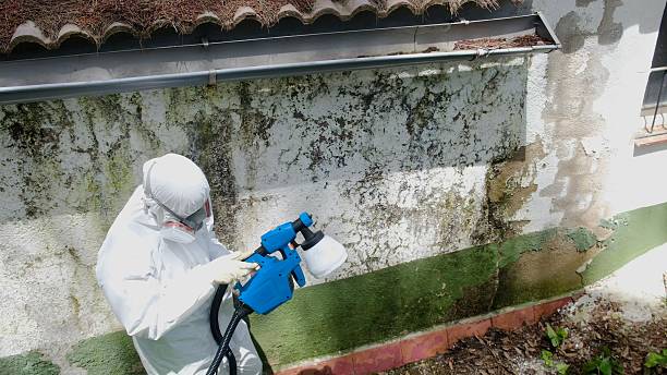 Mold Removal service in New Hyde Park